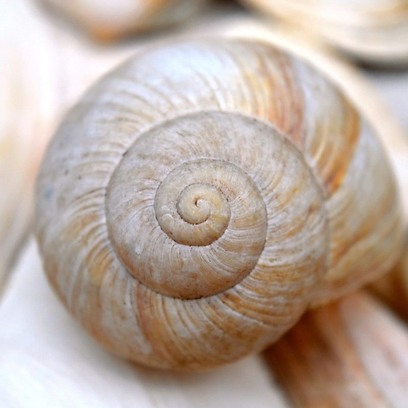 neelam279-sleeve-8516924_1920